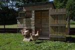 Large Hen House - Image 2